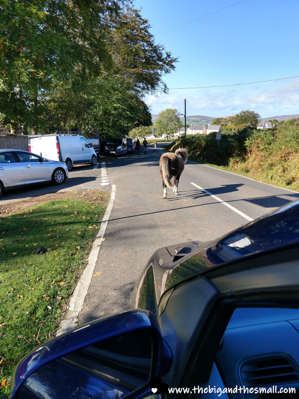 Horse in the road.png