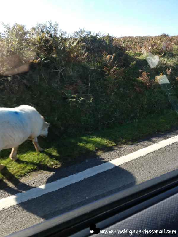 Sheep on the side of the road.png